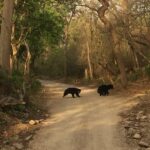 Things to do in Jim Corbett offers Wildlife safaris, nature walks, and scenic views.