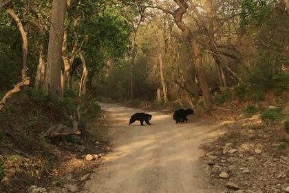 Things to do in Jim Corbett offers Wildlife safaris, nature walks, and scenic views.