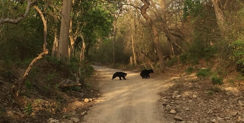 Things to do in Jim Corbett offers Wildlife safaris, nature walks, and scenic views.