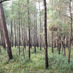 The beautiful scenery in Ranikhet near Golf Course, one of the things to do in Ranikhet.