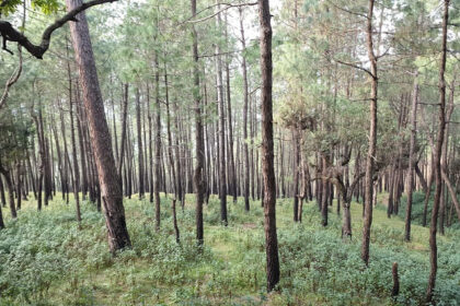 The beautiful scenery in Ranikhet near Golf Course, one of the things to do in Ranikhet.