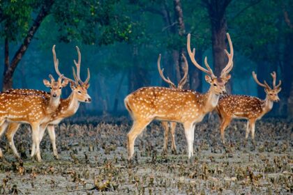 A detailed guide to interesting things to do in Sundarban in West Bengal, India.