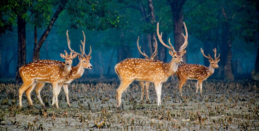 A detailed guide to interesting things to do in Sundarban in West Bengal, India.