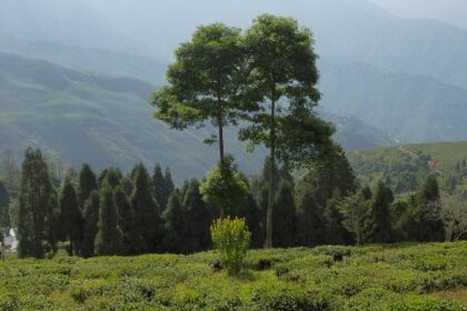 Panoramic view of tea garden in Darjeeling