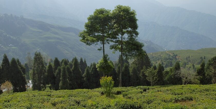 Panoramic view of tea garden in Darjeeling