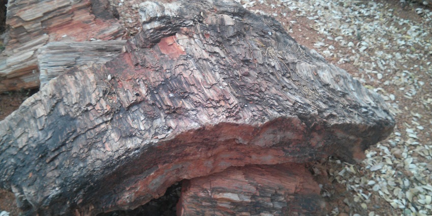 Close-up of a piece of petrified wood with rough, layered texture and reddish-brown hues