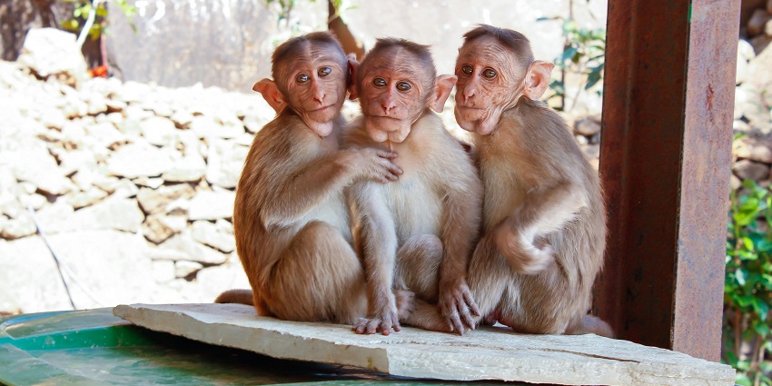A picture of the playful monkeys on a brown wooden palette at Thiruvannamalai Zoo.