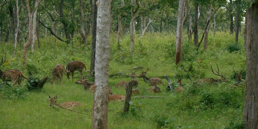 An image of a group of chital deer standing amidst dense greenery on Tiger Hill, Ooty.