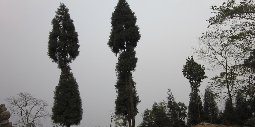 Tinchuley, an offbeat place near Kurseong offers stunning Himalayan views