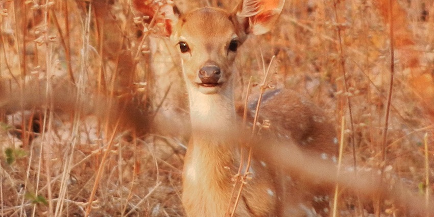 A picture of Tipeshwar Wildlife Sanctuary that offers diverse wildlife in serene settings.
