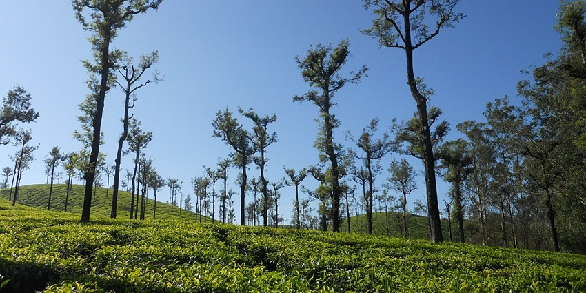 View of the picturesque tea gardens of Topslip with the vibrant blue sky