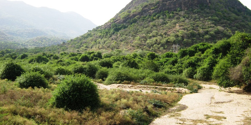 An image of Topslip Hills in Annamalai Reserve, a famous place near Indira Gandhi Wildlife Sanctuary