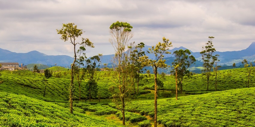 A picture of Valparai Hill Station, surrounded by lush green trees and plantations.