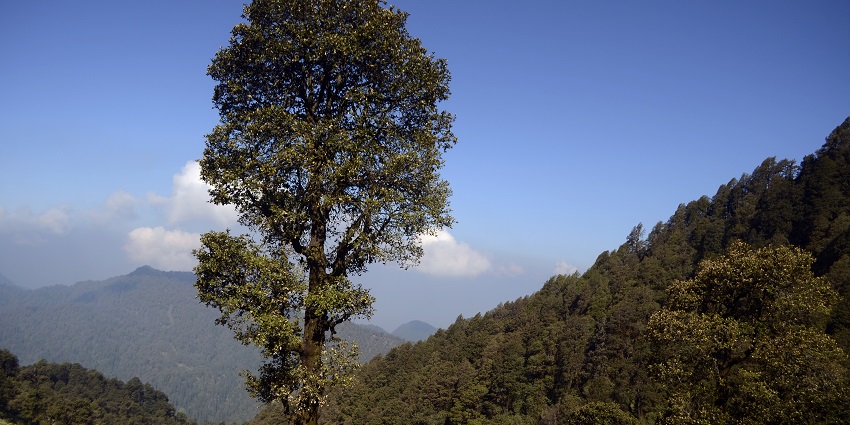 Things to see in Kedarnath include the wildlife sanctuary home to rare Himalayan species