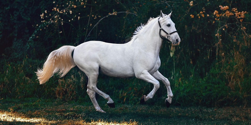 Horse riding in Nainital is indeed an experience to have.