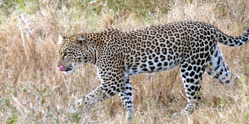 A picture of a leopard roaming in the wild at the Tungareshwar Wildlife Sanctuary in Maharashtra