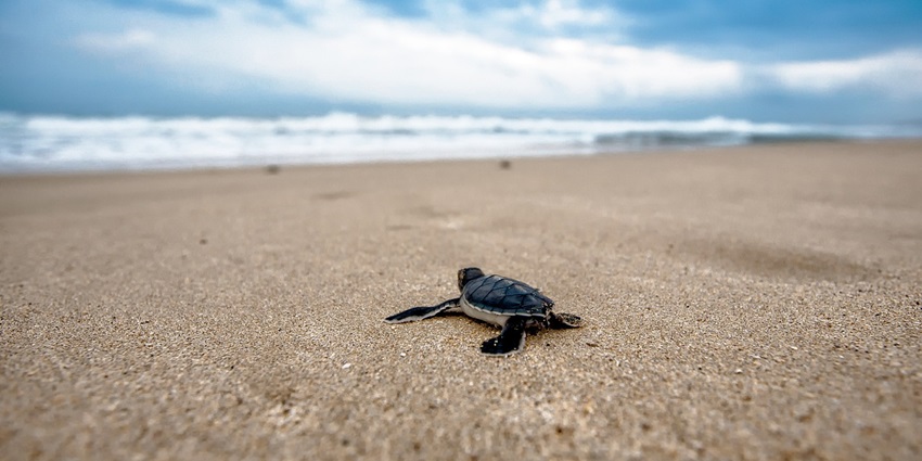 Witness the incredible turtle nesting experience, best things to do in Harihareshwar.