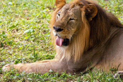 A majestic lion lies peacefully in green grass, surrounded by vibrant greenery and nature.