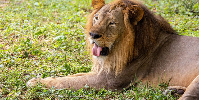 A majestic lion lies peacefully in green grass, surrounded by vibrant greenery and nature.