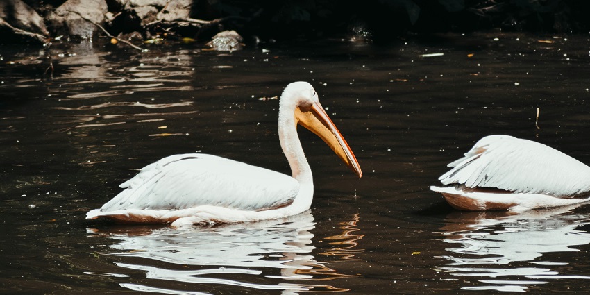 An image showing white pelicans gliding on the water at Udayamarthandapuram Bird Sanctuary.