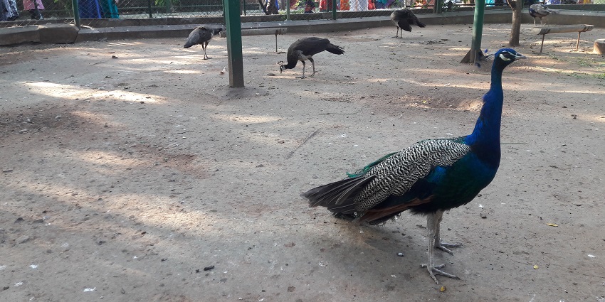 A Few peacocks are inside a cage and people watching them by gathering around the cage