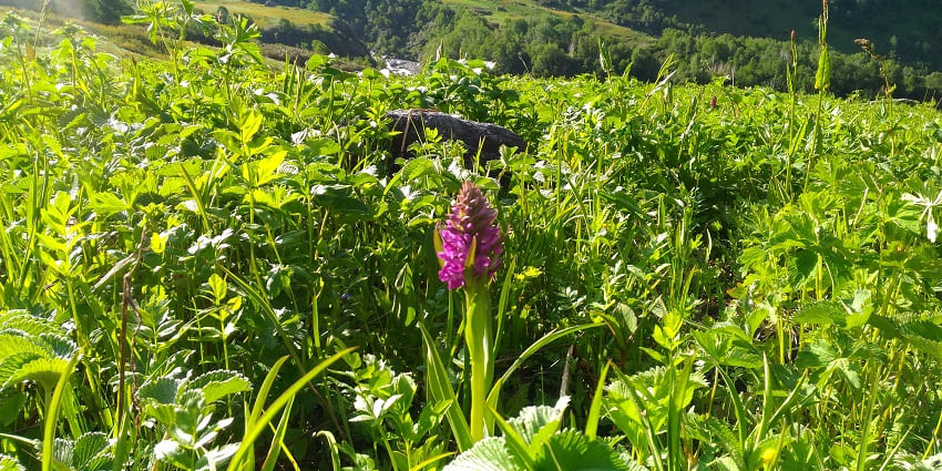 Valley of Flower is filled with rich flora, making it one of the most beautiful places on earth