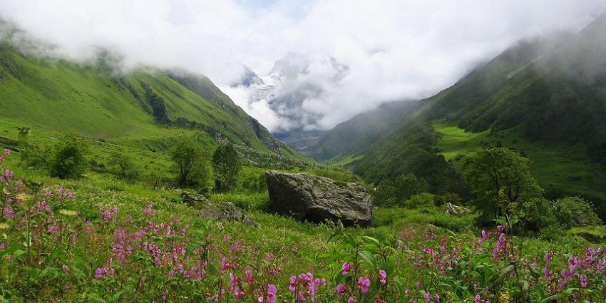 Colourful flowers bloom in a vast green valley, one of the major attractions near Auli.