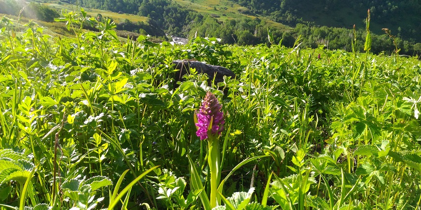 Blooming Valley of Flowers in Uttarakhand - one of the best places to visit in Uttarakhand in April