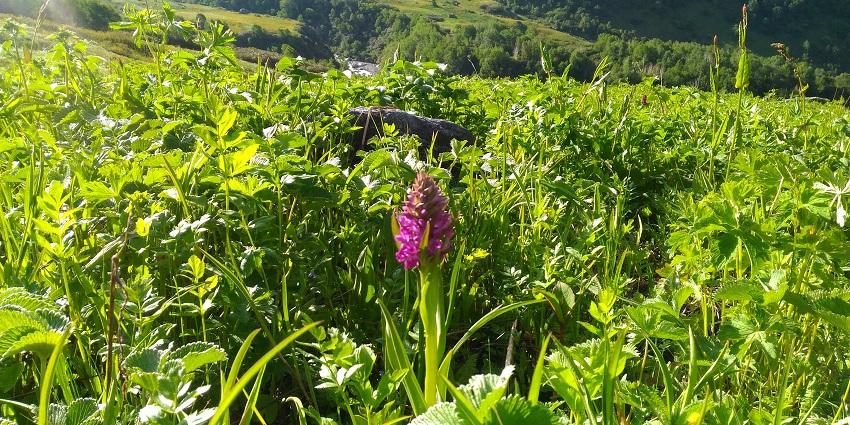 The stunning national park is known for vibrant alpine flowers and scenery