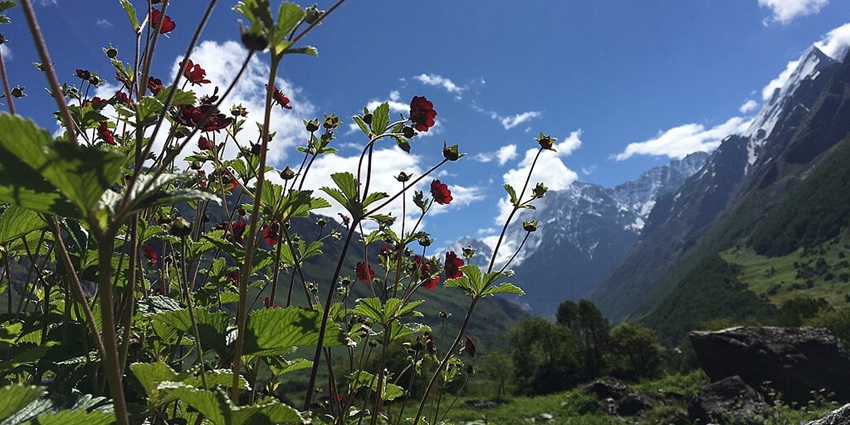 Valley of Flowers is a must-visit attraction near the Nanda Devi National Park