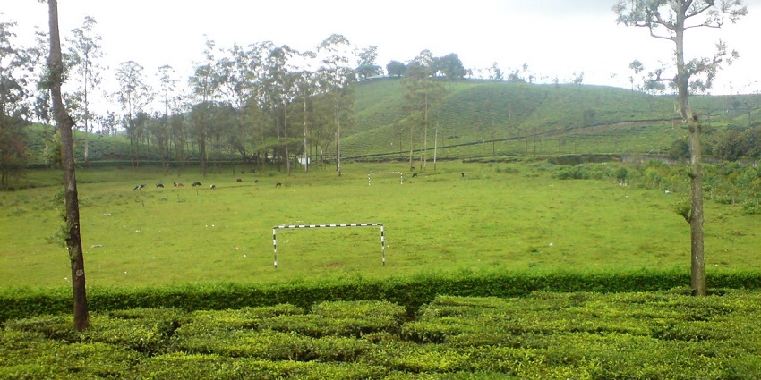 An image of a tea plantation in Valparai, one of the best spots for nature lovers