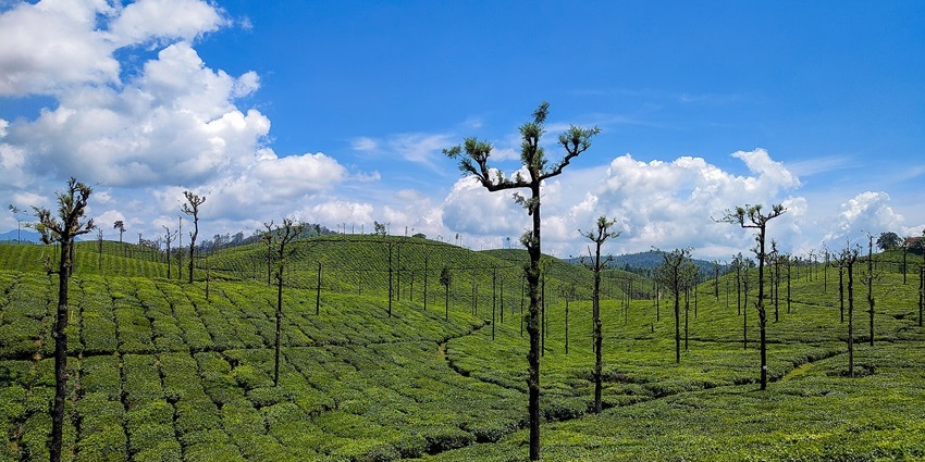 A mesmerising view of Valparai featuring tea estate plantations and dense green trees.