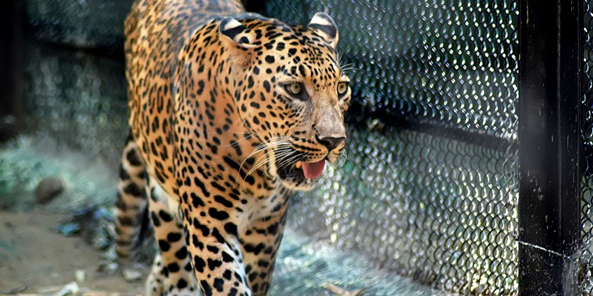 A tiger resting in its enclosure at Vandalur Zoo, a place near Wonderland Theme Park.