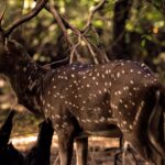 A spotted deer standing on grassy ground at Vandalur Zoo under a clear bright sky.