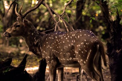 A spotted deer standing on grassy ground at Vandalur Zoo under a clear bright sky.