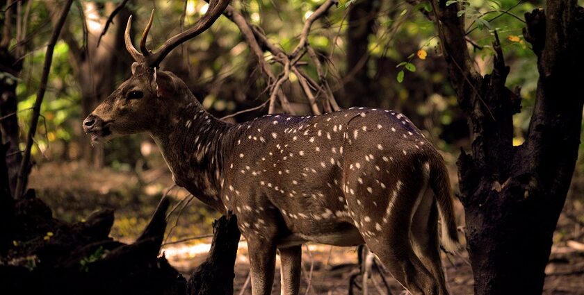 A spotted deer standing on grassy ground at Vandalur Zoo under a clear bright sky.