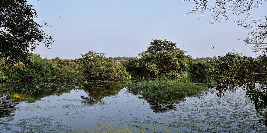 Vedanthangal Bird Sanctuary is one of the most amazing places for nature lovers to visit.