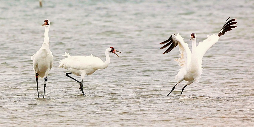 A flock of pelicans gathered on the sandy banks of the national park with calm waters