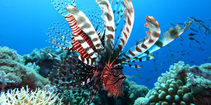 An image of a diver navigating the rocky underwater landscape at Vengurla Rocks