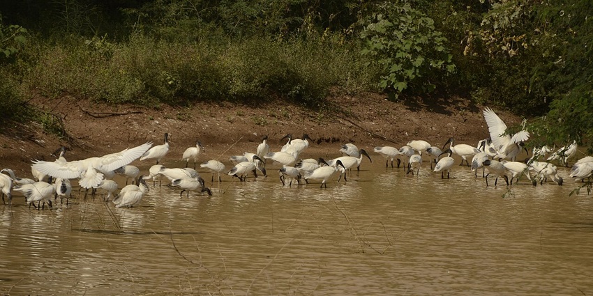 Waterlogged sanctuary landscape at Vettangudi Bird Sanctuary in Tamil Nadu, India