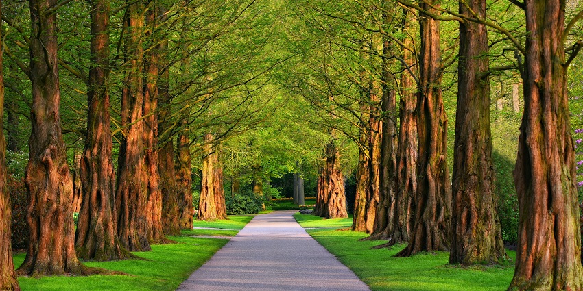 A picture featuring Vindhyavasini Park, which is a tranquil park for relaxation.