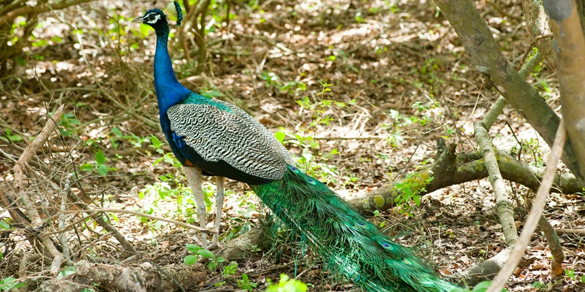 An image of a beautiful peacock showing off its coloured tail feathers in a forest area.