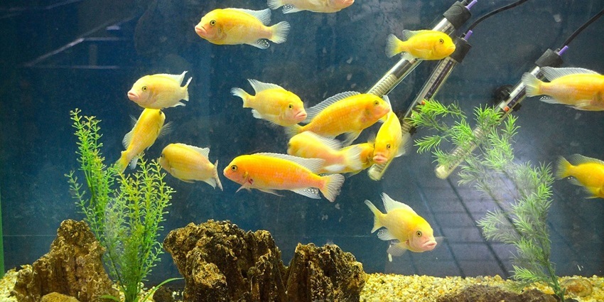 Things to do in Bhimtal include visiting the aquatic life at Bhimtal's charming aquarium.