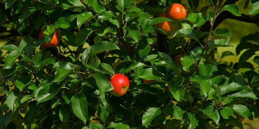 One of the best things to do in Dhanaulti in December is visiting apple orchards.