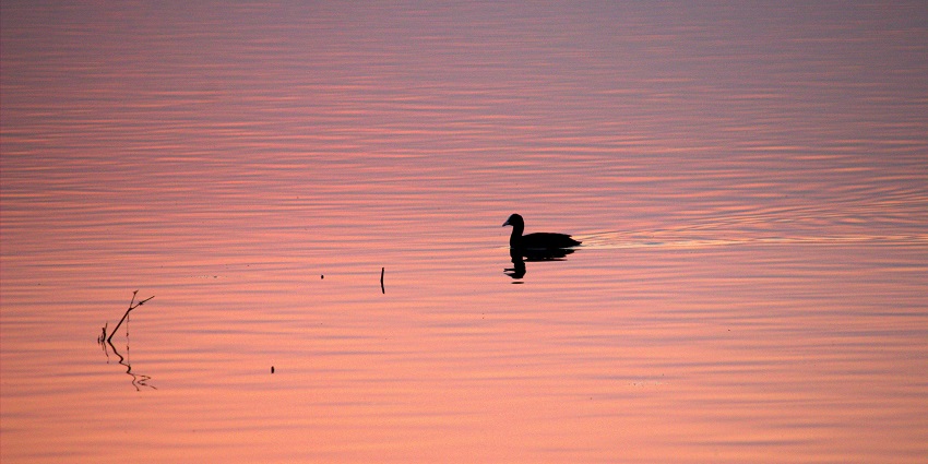 A picture of a bird swimming in a lake during the twilight hour, causing the water to appear golden