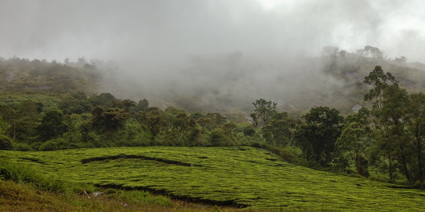 A picture of the misty hills of Meghamalai in Theni that are perfect for nature lovers.
