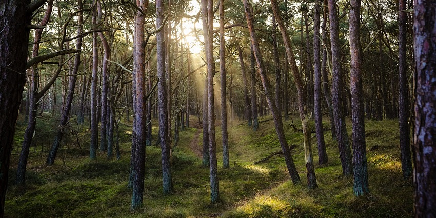 Puliancholai Forest is a lush forest, famous for its serene ambience and stunning beauty.