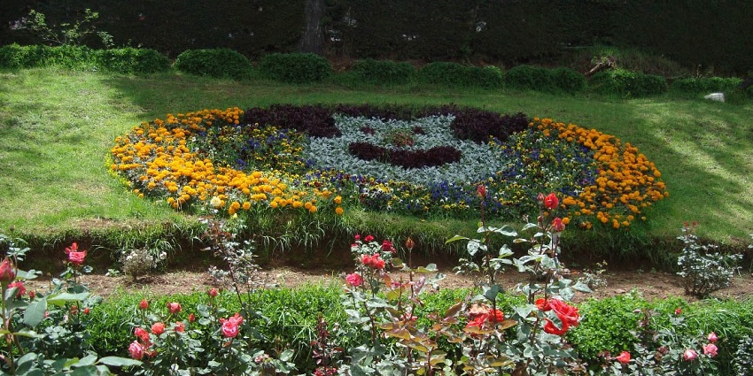 Walking through the Rose Garden is a beautiful thing to see in Ooty in July.