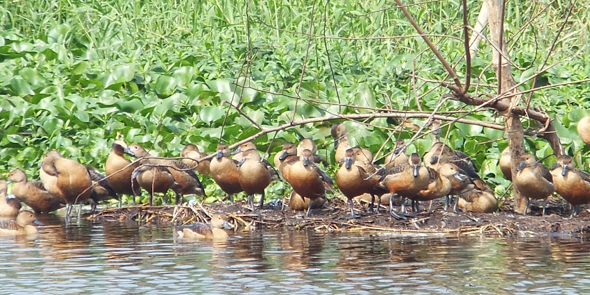 A view of Santragachi Jheel, a paradise for birdwatchers during the winter season.