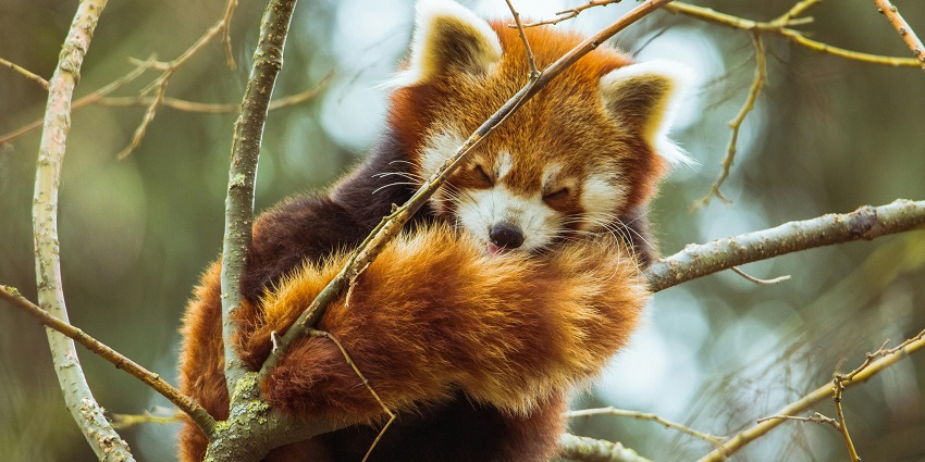 A red panda sleeping on a branch, one of the best things to see in Sikkim in March.